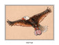Balled Eagle (signed print)