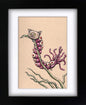Cat-O-Nine-Tails-Apiller (framed original)
